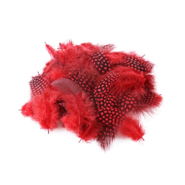 Pluma de Guinea - Imagen 5
